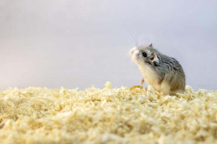 wood shavings for animal bedding