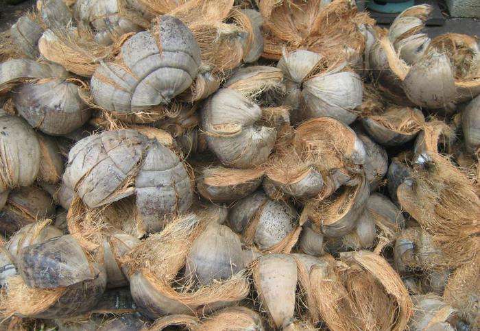 coconut shells for making coir fiber
