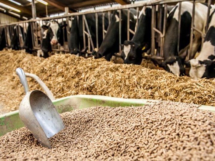 feed pellets in the cattle farm