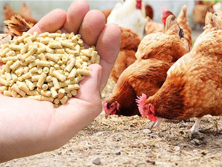 pellets de alimento para pollos